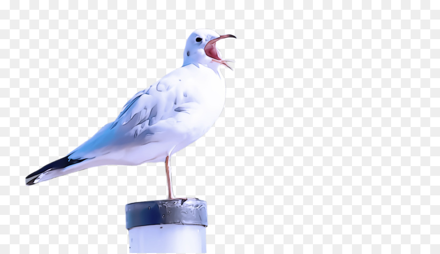 Aves，Bico PNG