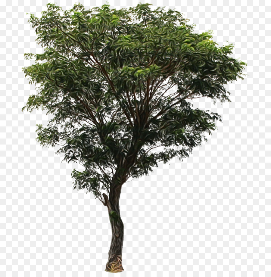 árvore，Planta PNG