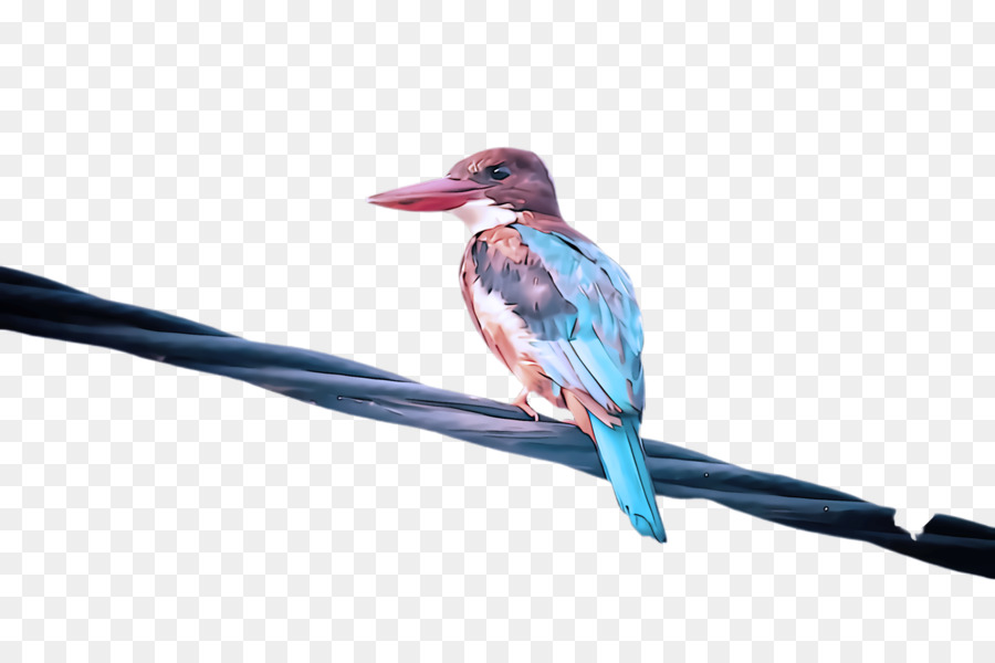 Aves，Bico PNG