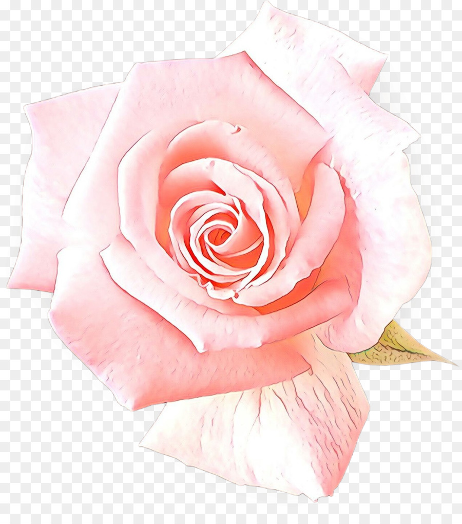 Rosa Rosa，Florescer PNG