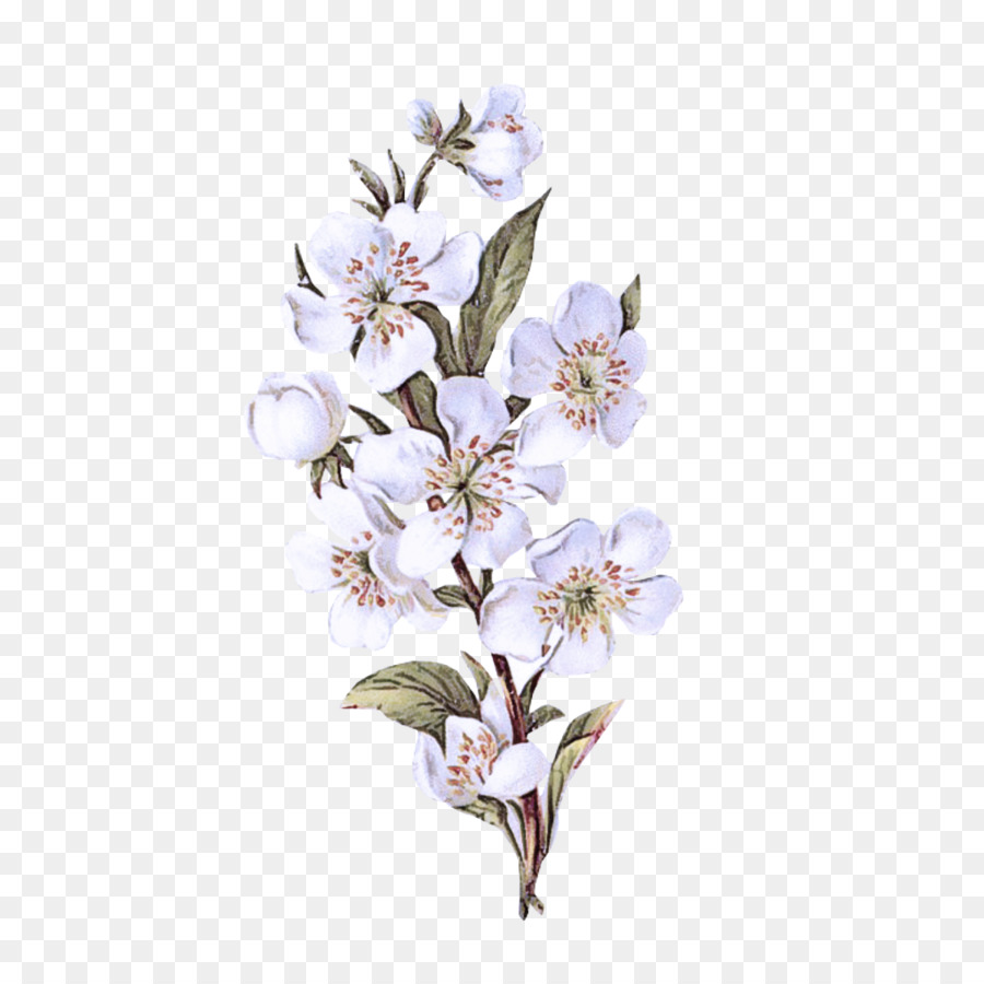 Planta De Floração，Flor PNG