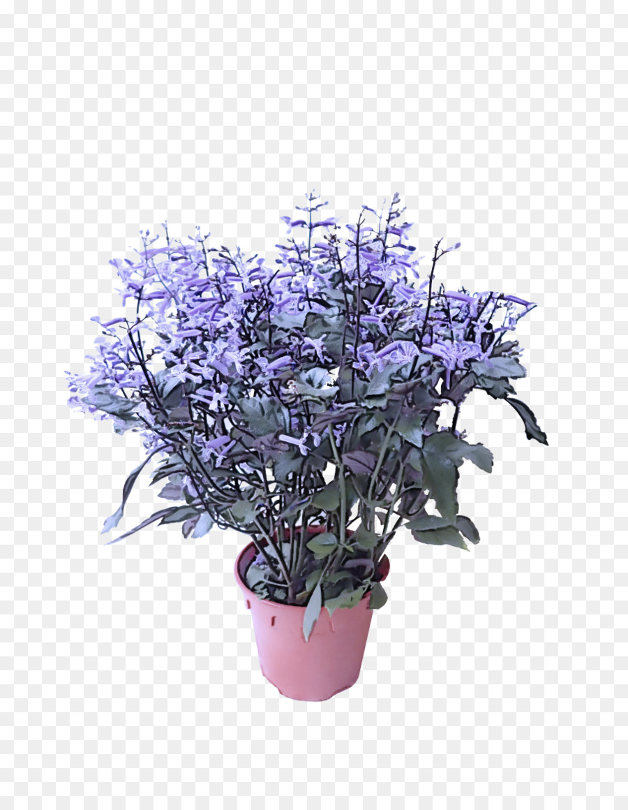 Flor，Plantar PNG
