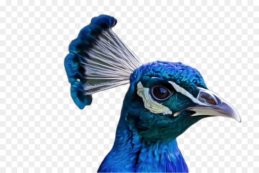 Pássaro，Azul PNG