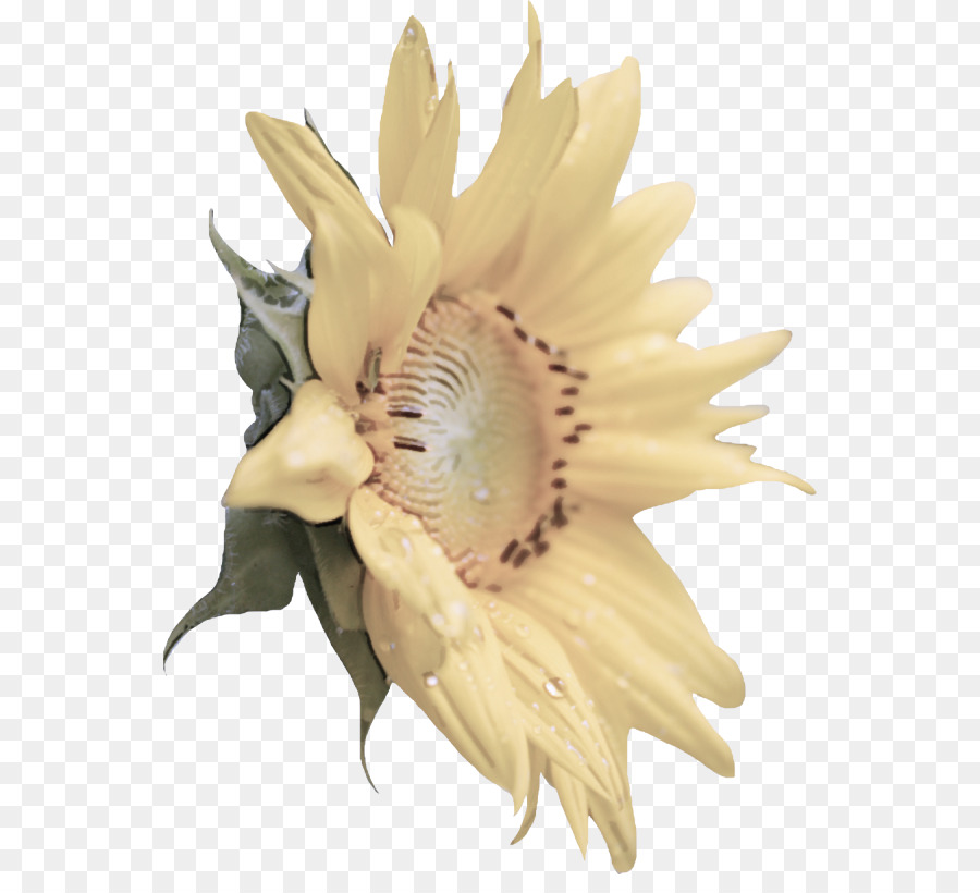 Flor，Plantar PNG