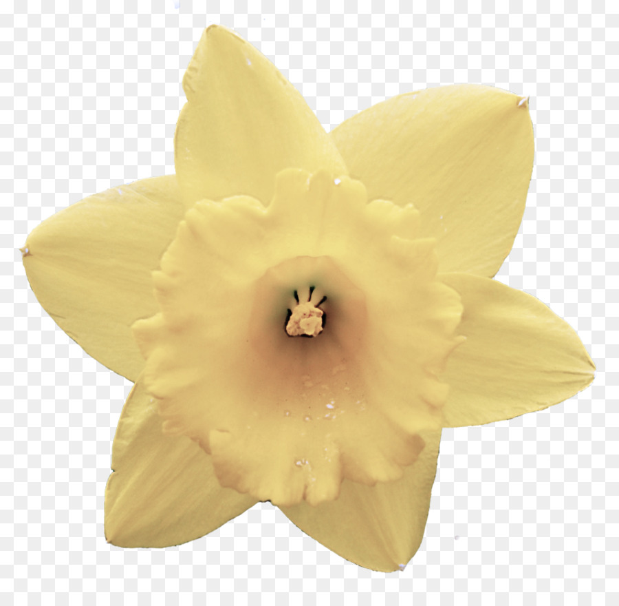 Narciso Amarelo，Primavera PNG