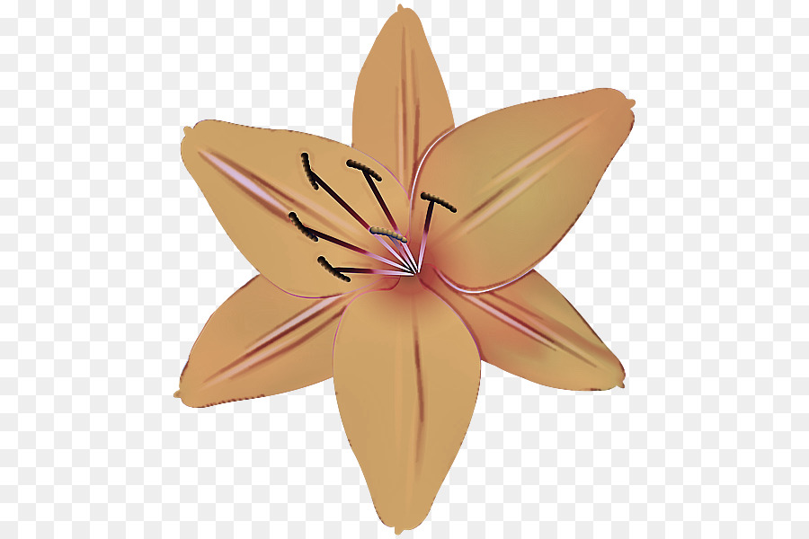 Flor Laranjeira，Florescer PNG