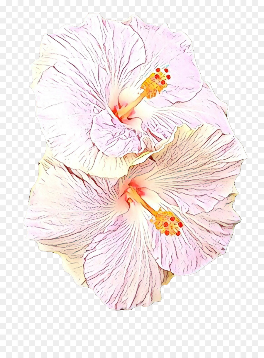 Havaiano De Hibisco，Hibiscus PNG