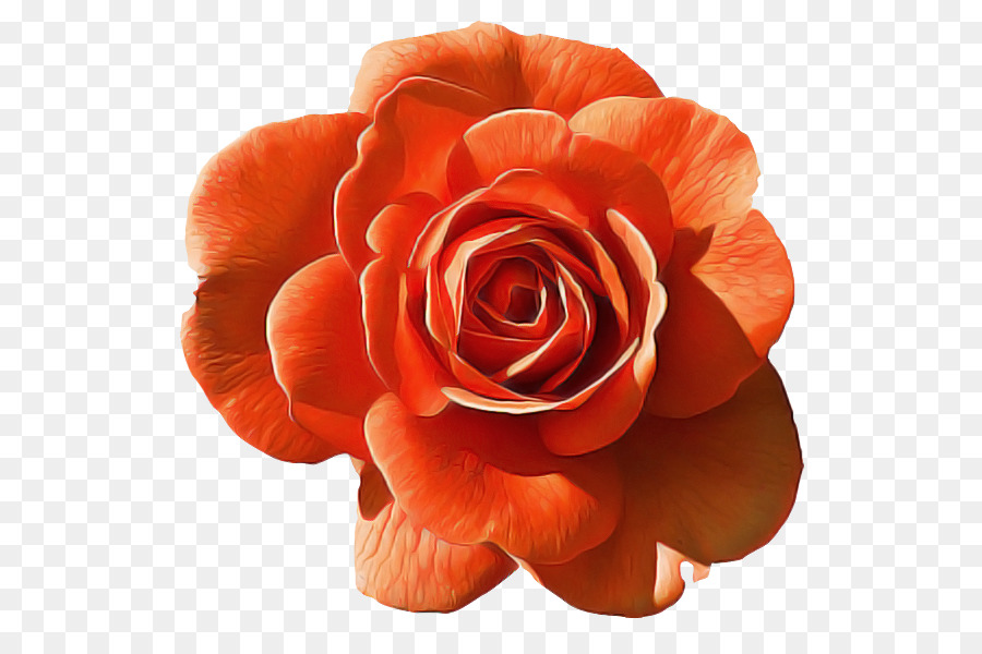 Rosa Vermelha，Florescer PNG