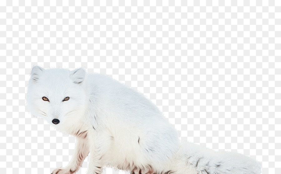 Raposa Do ártico，Branco PNG
