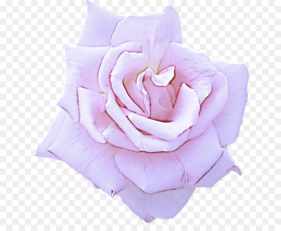 Rosa，Branco PNG