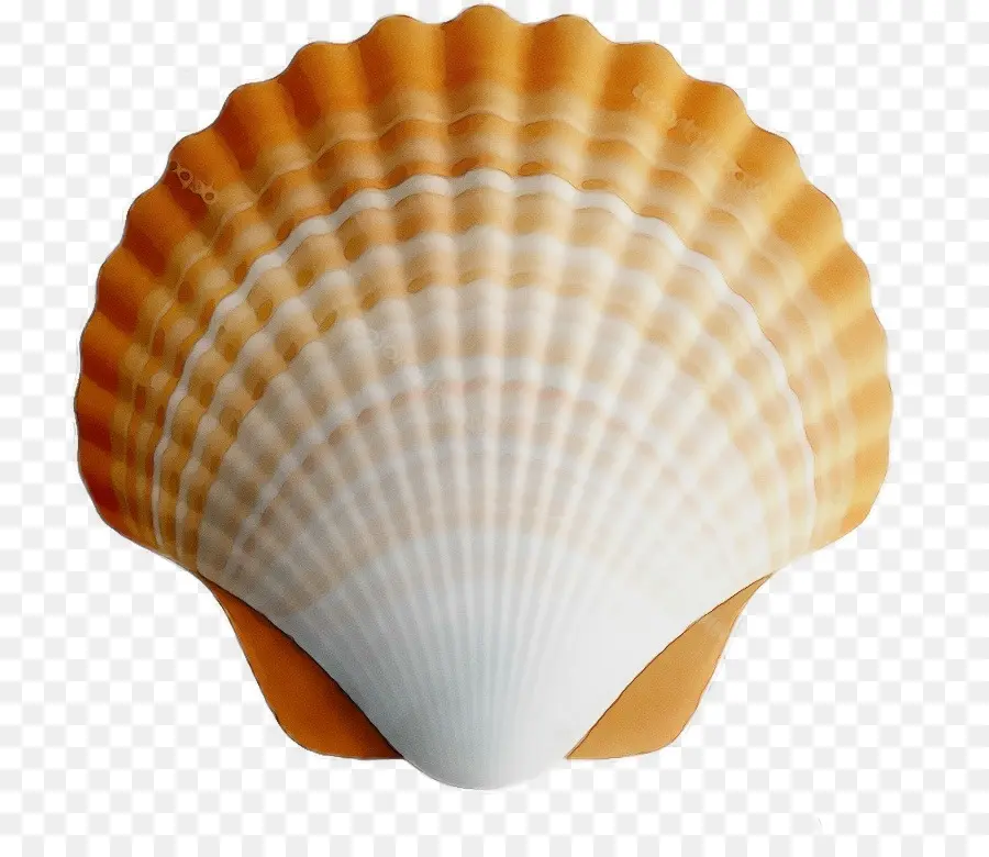 Concha，Oceano PNG