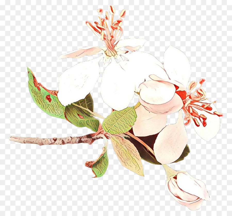 Flor，Planta PNG