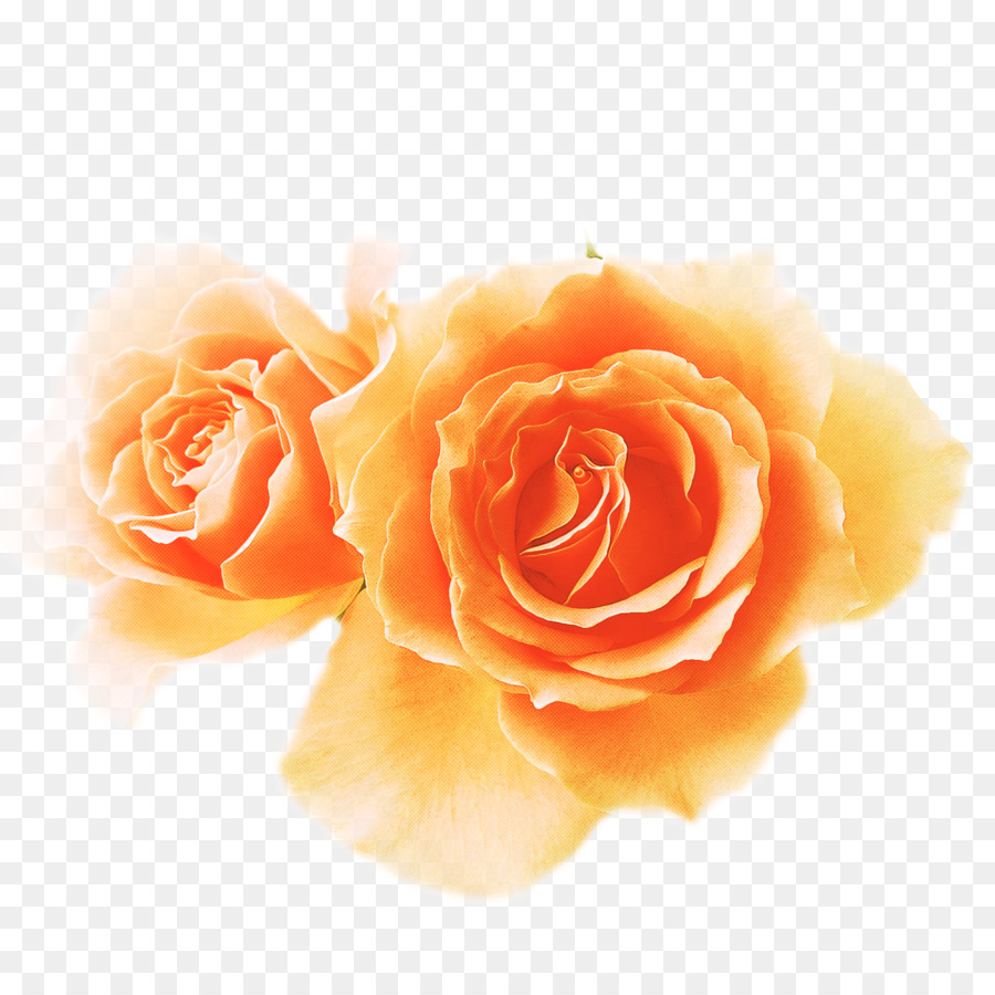 Rosa，Florescer PNG