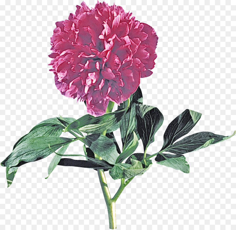 Flor，A Floração Da Planta PNG