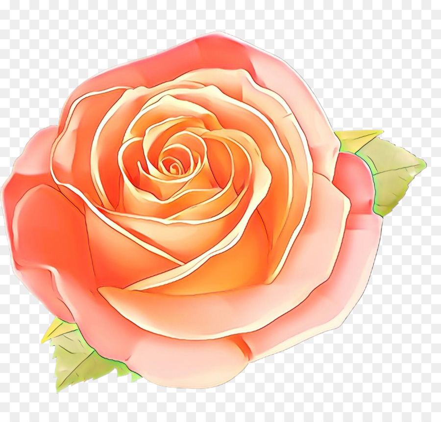 Rosa Pêssego，Florescer PNG