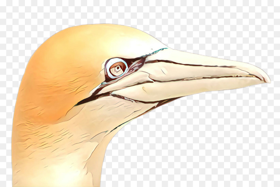 Bico，Aves PNG