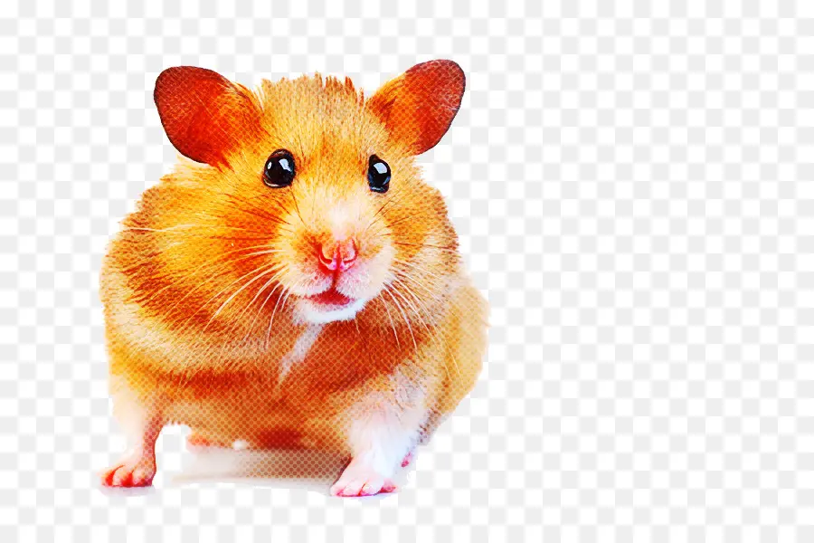 Hamster，Rato PNG