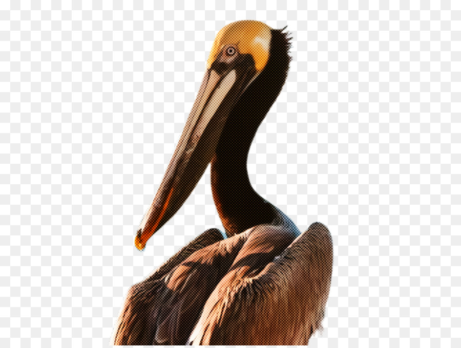 Pássaro，Pelicano PNG