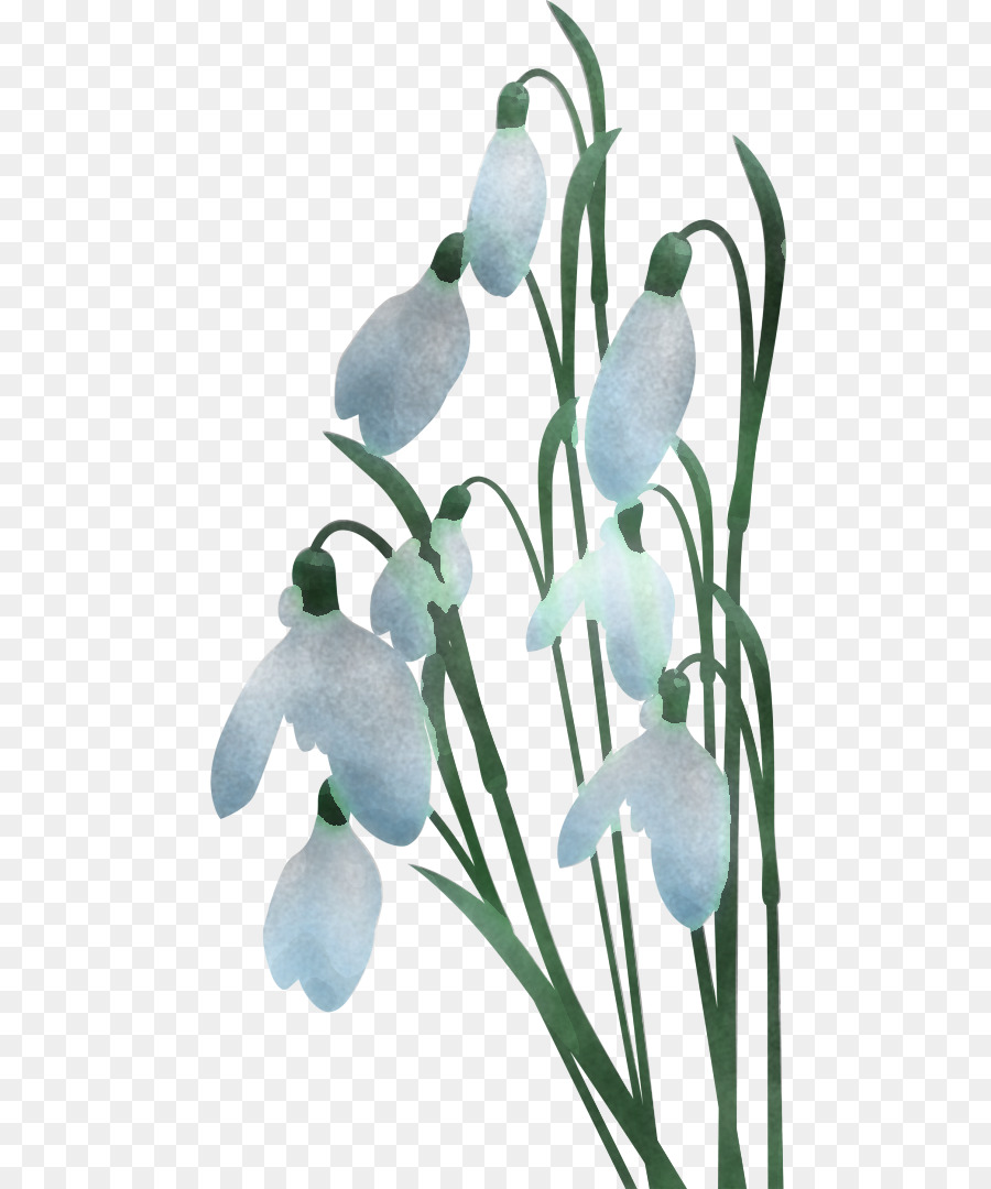 Galanthus，Snowdrop PNG