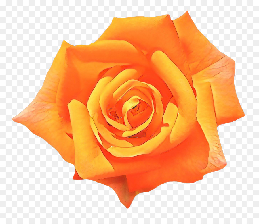 Rosa Pêssego，Florescer PNG