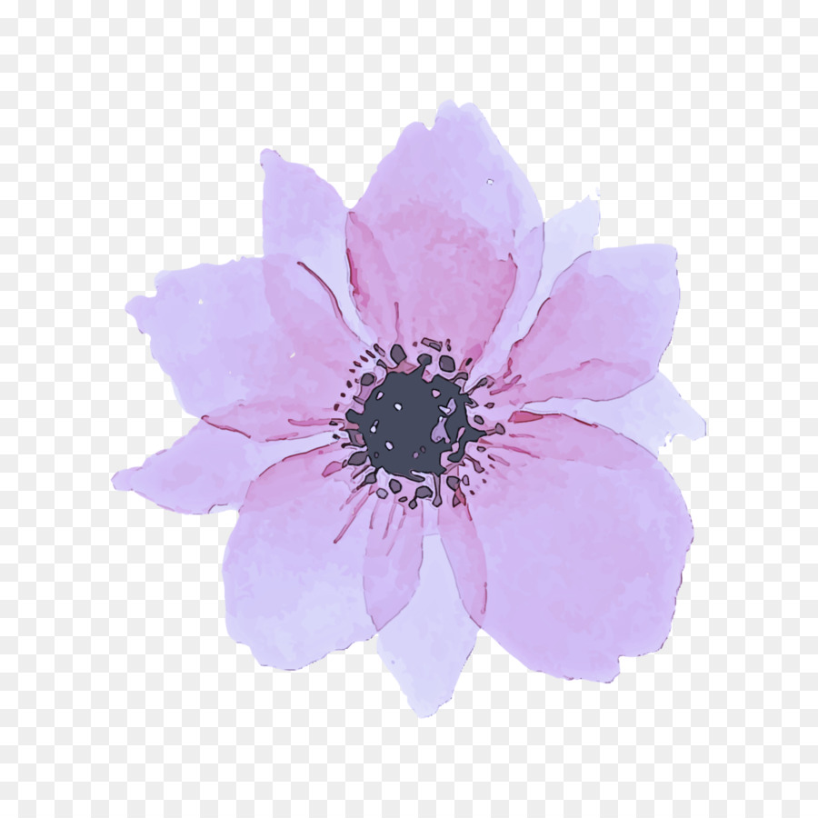 Flor Azul，Solteiro PNG