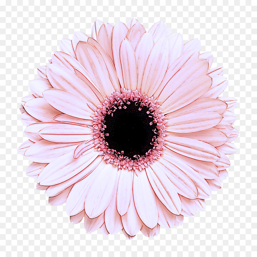 Flores，Florescer PNG