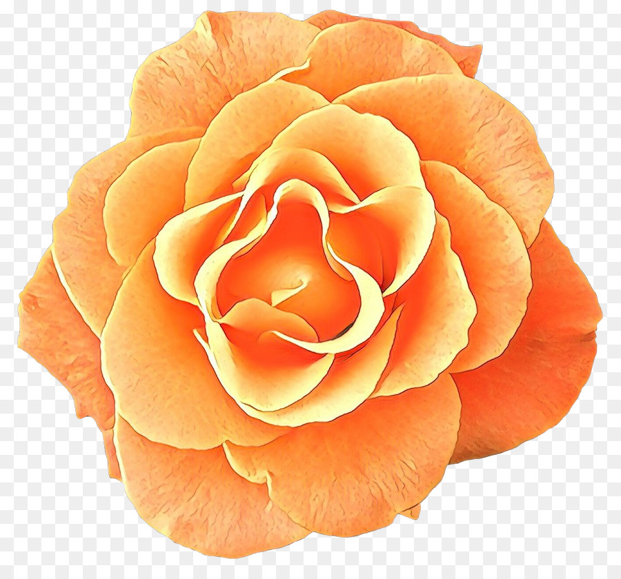 Rosa Vermelha，Florescer PNG