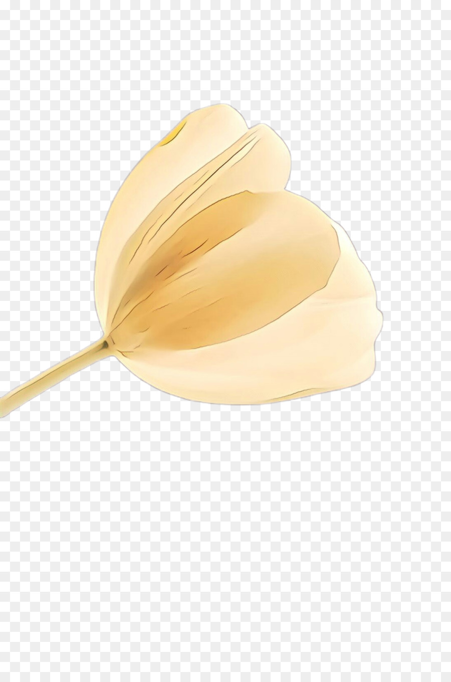 Tulip，Bege PNG