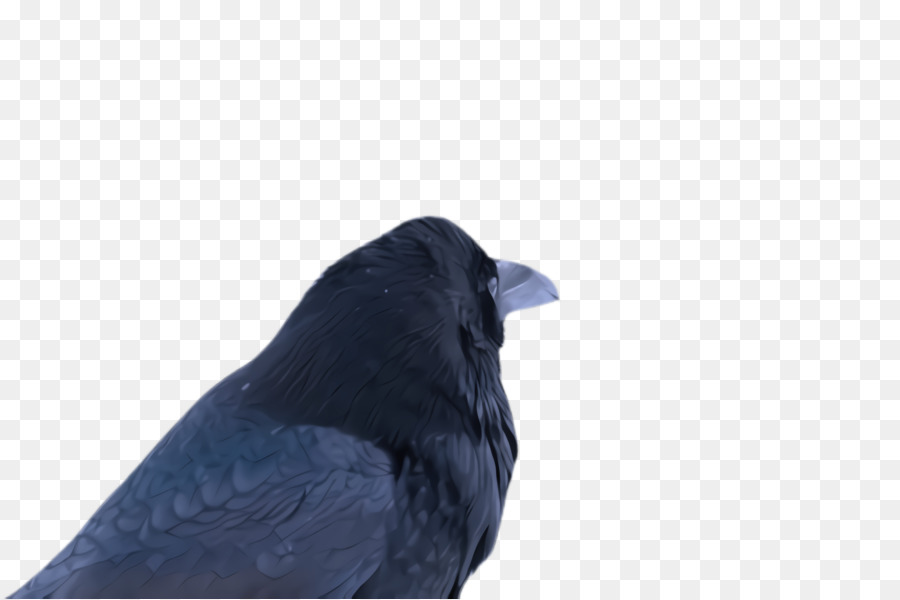 Aves，Azul PNG