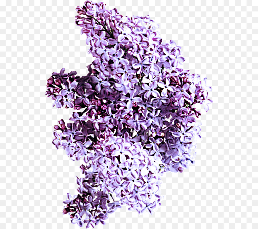 Lavanda，Roxo PNG