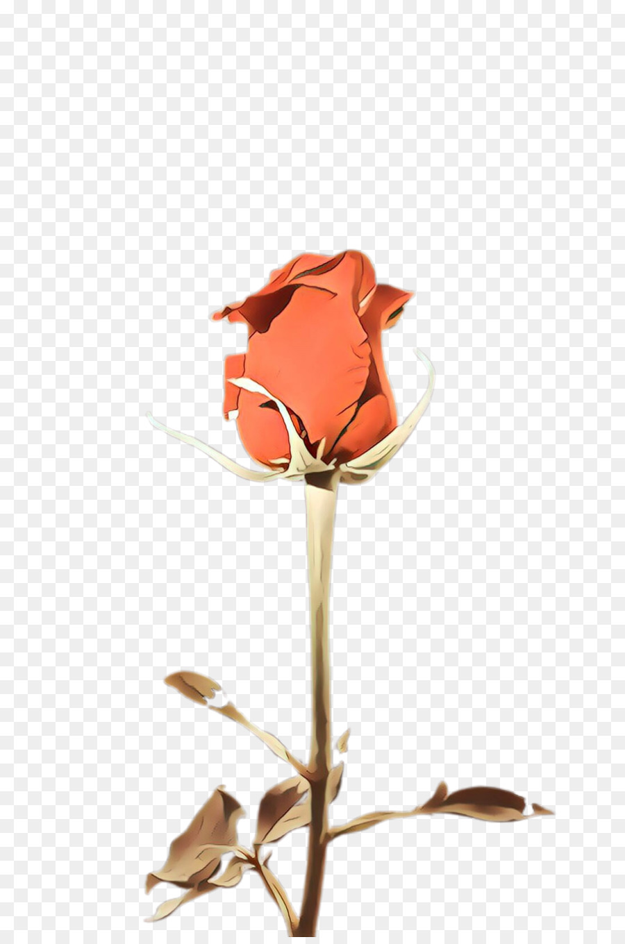 Rosa，Vermelho PNG