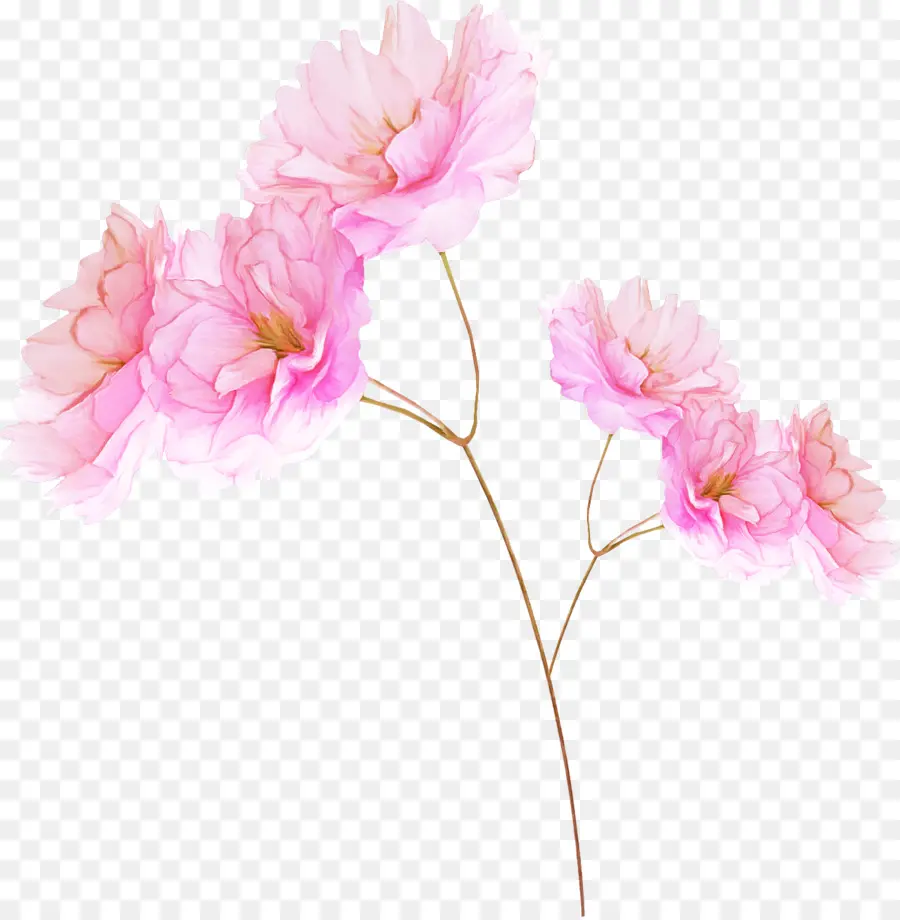 Flor，A Floração Da Planta PNG