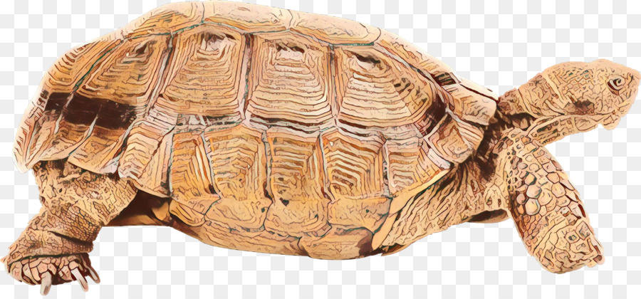 Tartaruga，Turtle PNG