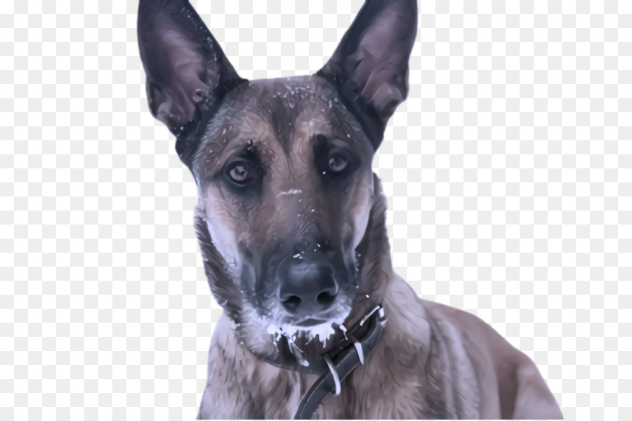 Cachorro，Cão De Pastor Alemão PNG