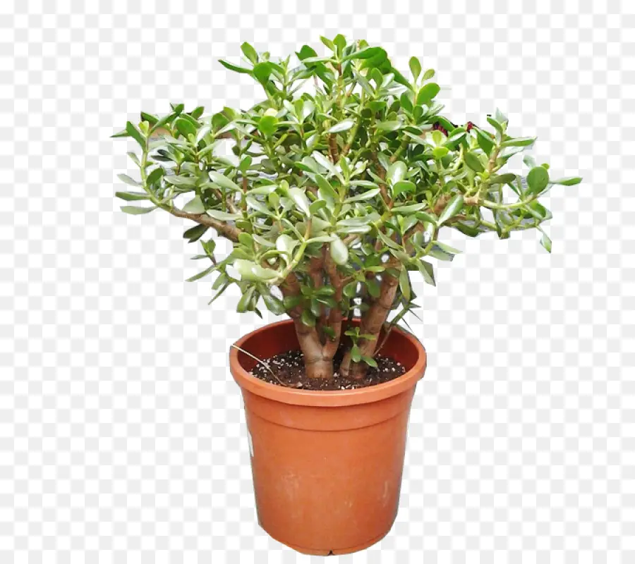 Flor，Flowerpot PNG