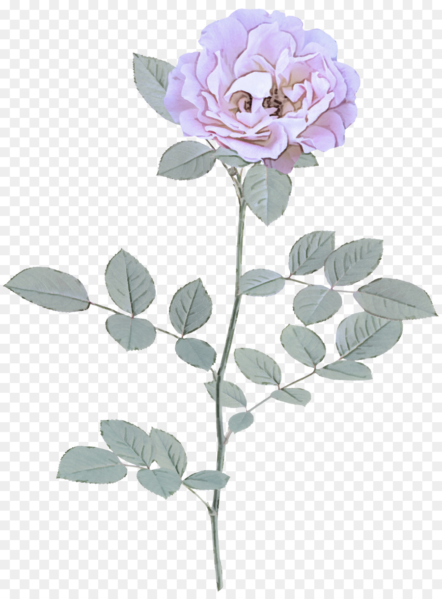 Rosa Rosa，Florescer PNG