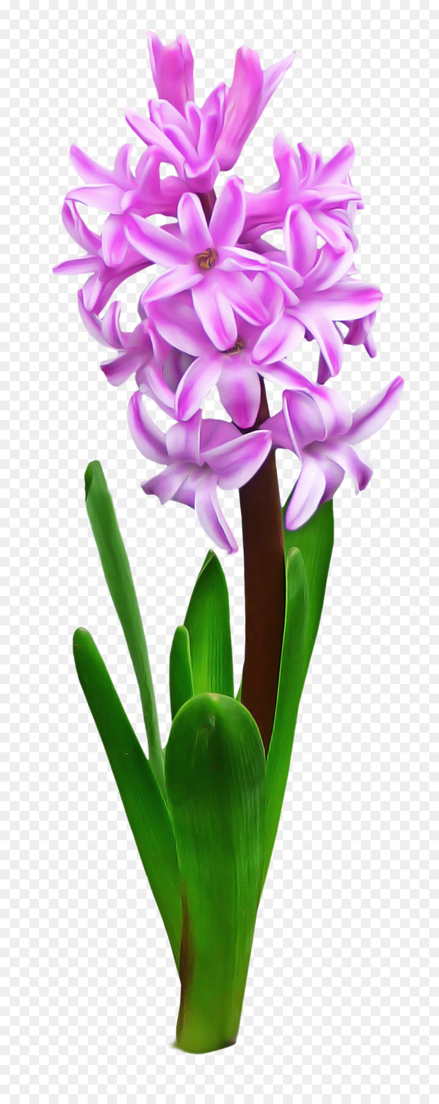 Flor，Plantar PNG