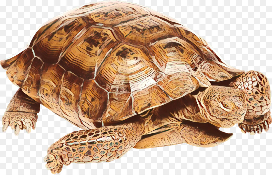 Tartaruga，Turtle PNG