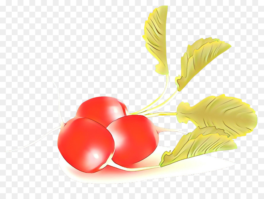 Vegetal，Rabanete PNG