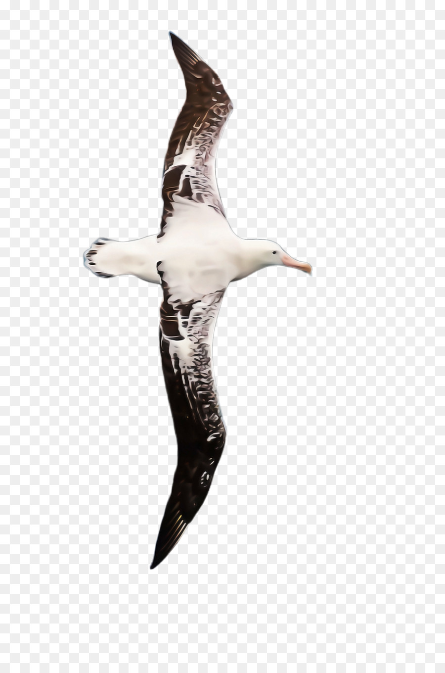 Aves，Aves Marinhas PNG