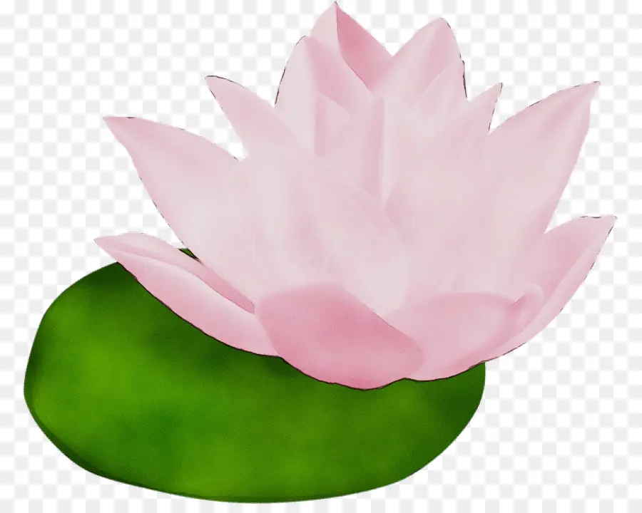Lotus Família，Pétala PNG