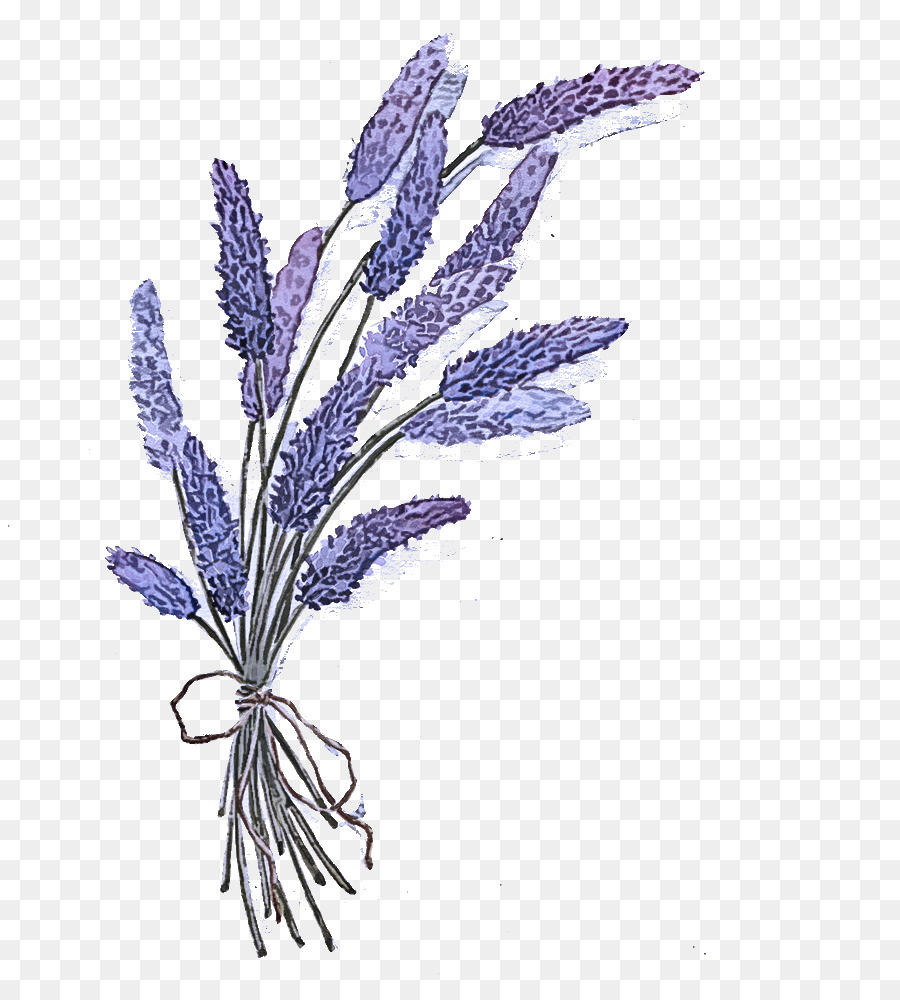 Lavanda，Flor PNG