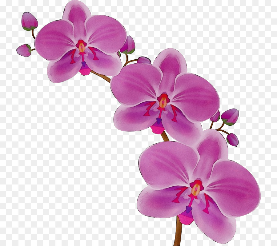 Orquídea Rosa E Branca，Florescer PNG