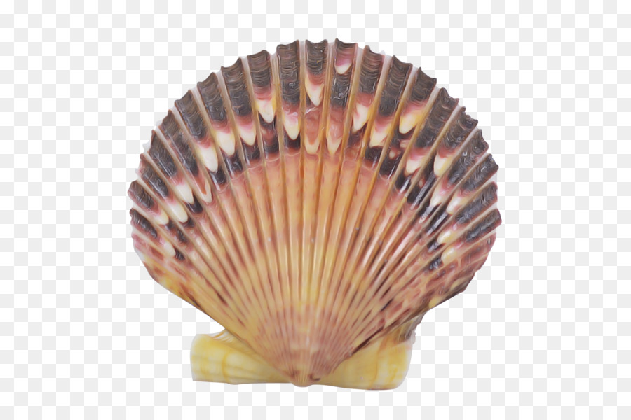 Shell，Berbigão PNG