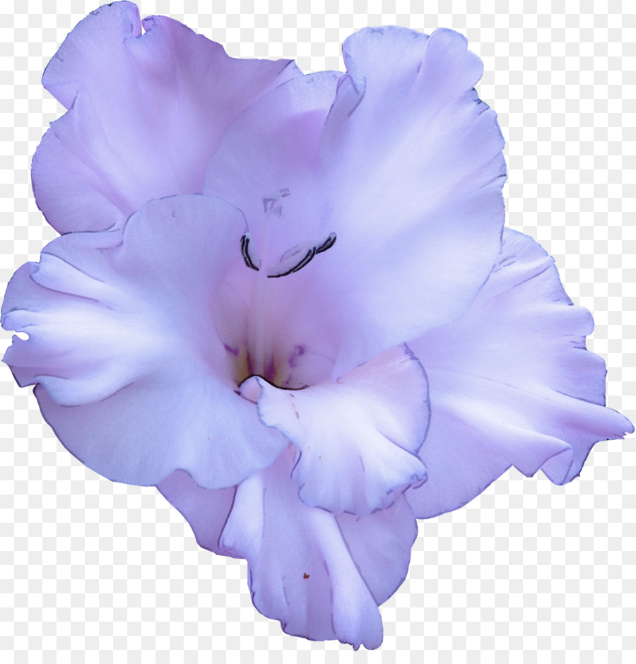 Flor Roxa，Florescer PNG