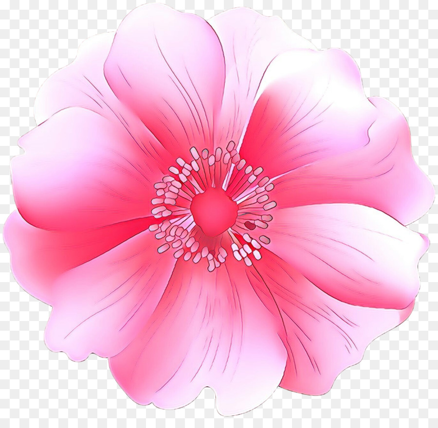 Flor Roxa，Florescer PNG