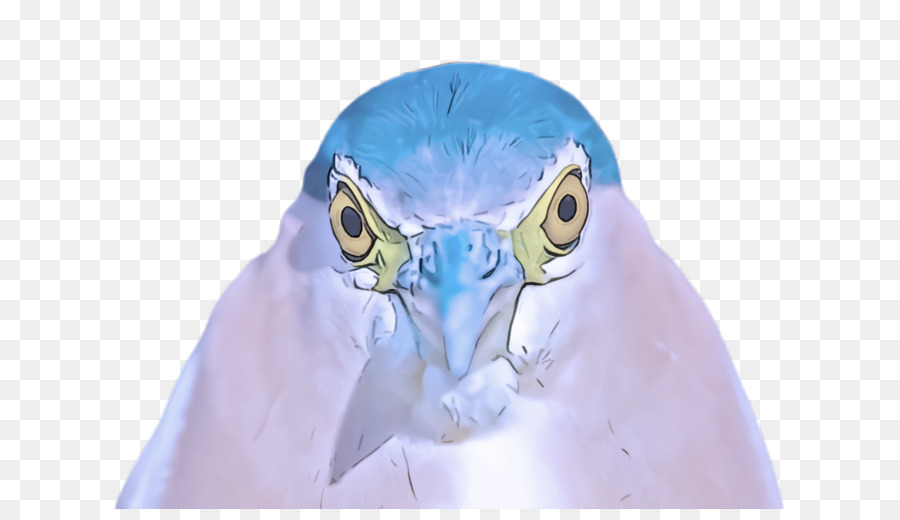 Bico，Aves PNG