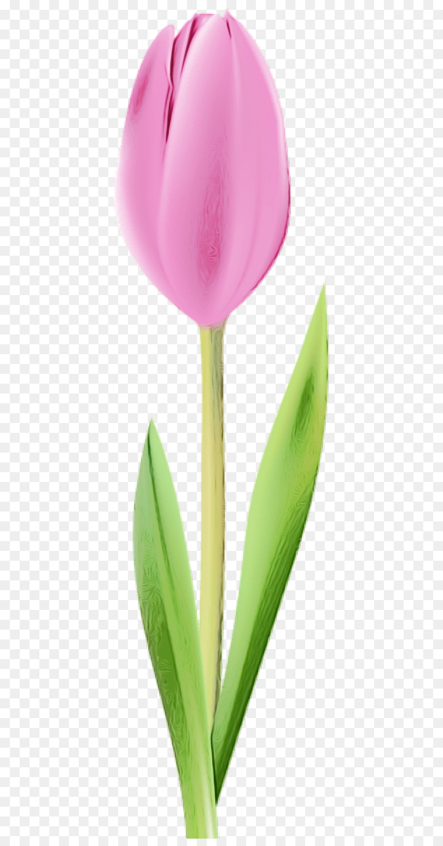 Tulipa Rosa，Natureza PNG