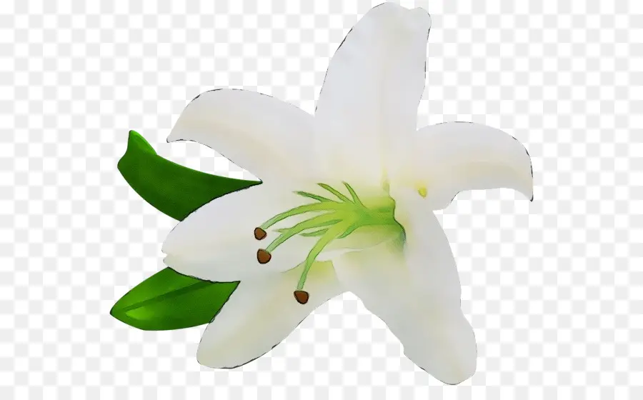 Branco，Lily PNG