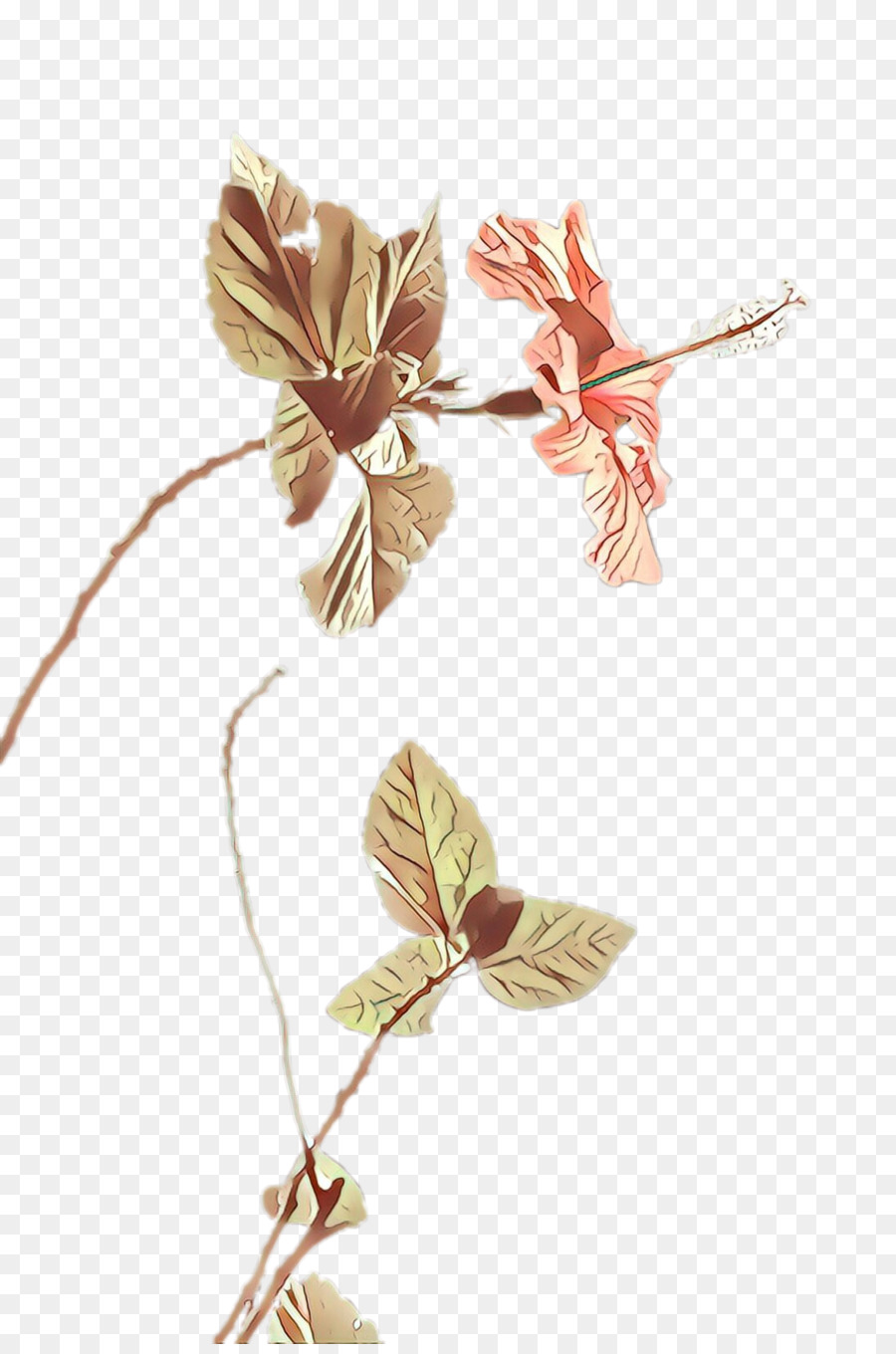 Flor，Planta PNG